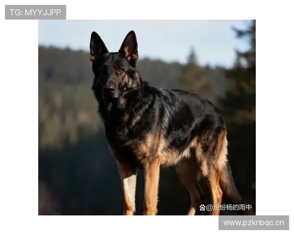 阿森西奥被视为潘迪亚尼接班人,近期表现稳健值得关注 阿森西奥被视为潘迪亚尼接班人,近期表现稳健值得关注